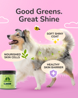 Organic Healthy Skin+Coat Supplement