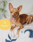 Grapefruit Coat Spray for Dog Smells