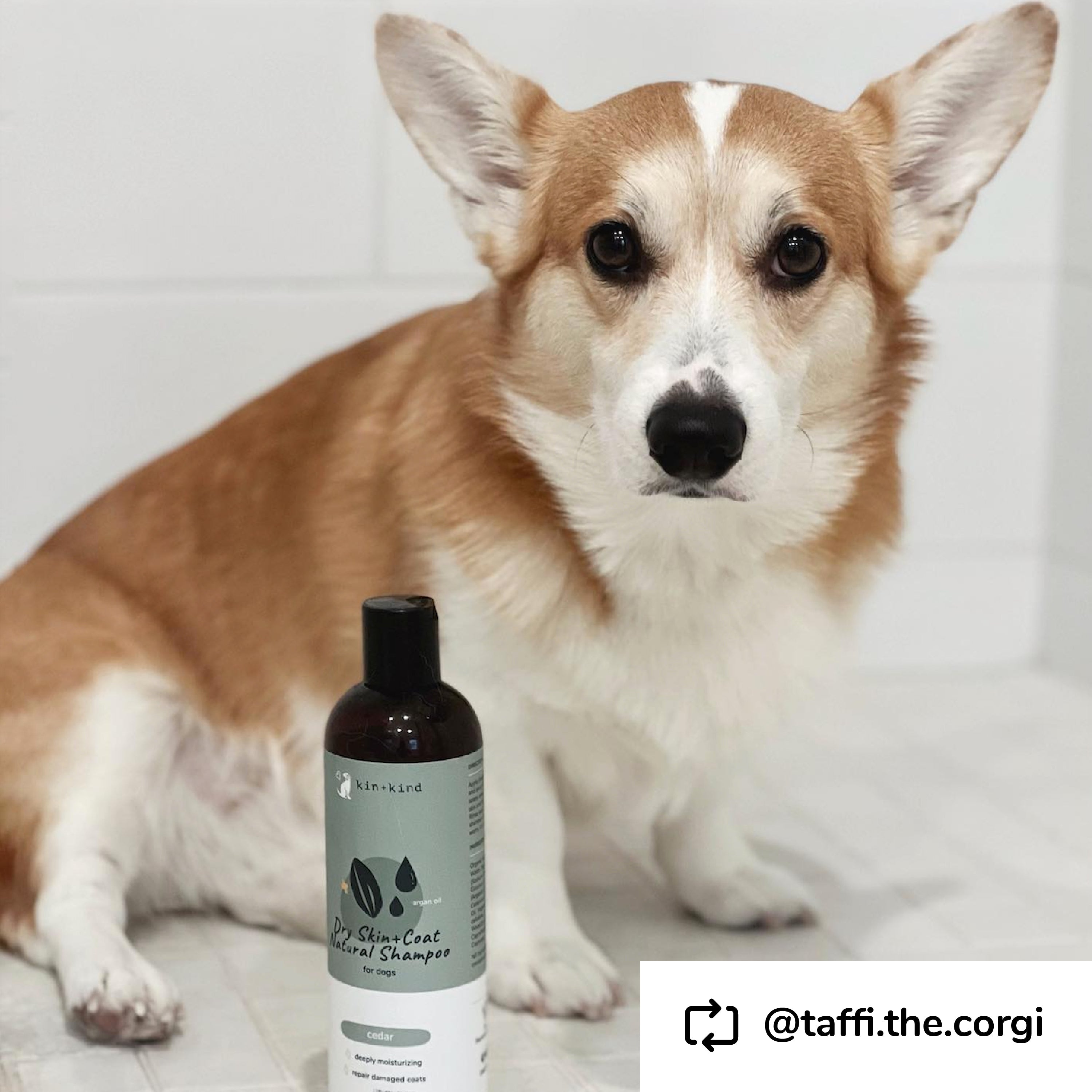 Dry Skin &amp; Coat Shampoo for Dogs (Cedar)